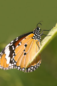 Butterfly on leaf