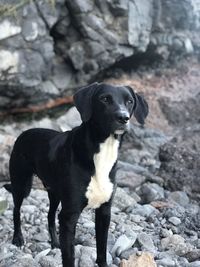 Dog standing on rock