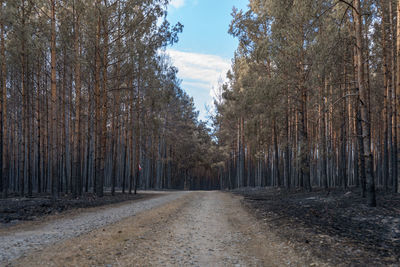 Dirt road along trees in forest