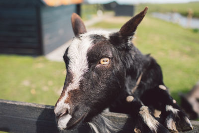 Close-up of a horse on field