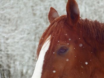 Lovely winter related horse picture. 