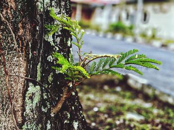 Close-up of plant growing on tree trunk