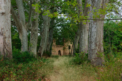 Trees in forest