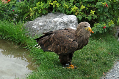 Eagle on the ground