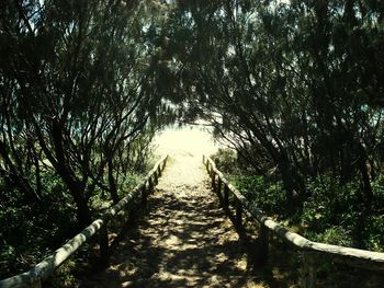 Walkway amidst trees in forest