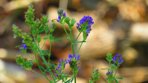 Close-up of purple flowering plant