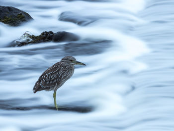 Bird perching on a water