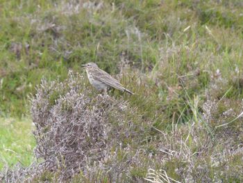 Close-up of sparrow perching on field