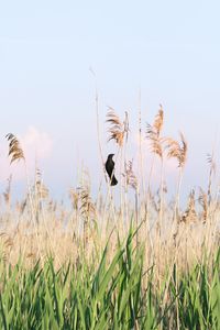 Bird on a field