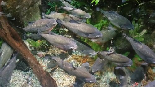 Fish swimming in water