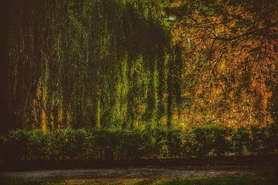 Scenic view of trees