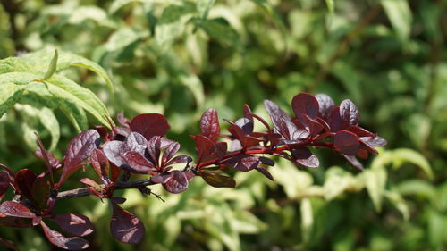 Close-up of pink flowering plant
