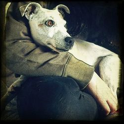 Dog sleeping on sofa