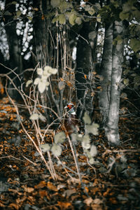 Bird perching on a tree