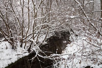 Low angle view of bare trees during winter