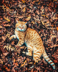 Portrait of a cat sitting on dry leaves