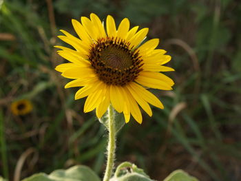 Close-up of sunflower plant