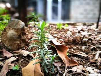 Close-up of fresh plants