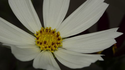 Close-up of yellow flower