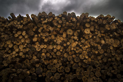 Stack of logs against trees in forest