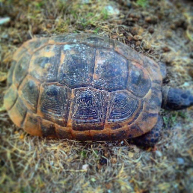 animal themes, animals in the wild, wildlife, one animal, animal shell, close-up, natural pattern, nature, snail, focus on foreground, turtle, shell, outdoors, day, no people, field, rock - object, insect, beauty in nature, high angle view