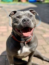 Amstaff dog looking away