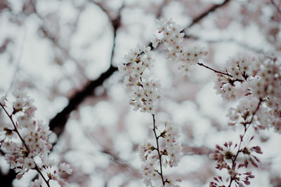 Close-up of cherry blossom tree