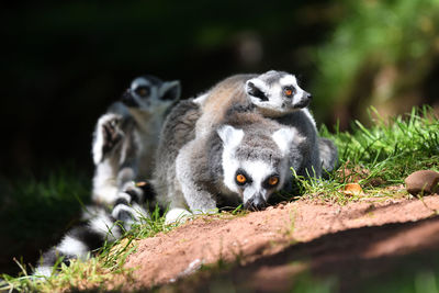 Close up of a family of ring tailed lemurs 