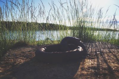 Close-up of dog by lake against sky