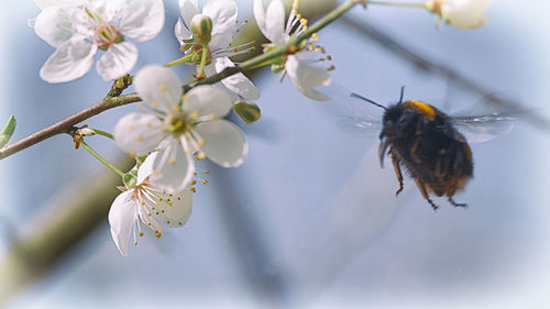 Close-up of bee pollinating flower