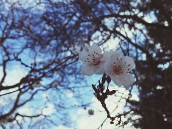 Low angle view of apple blossoms in spring