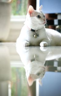 pet