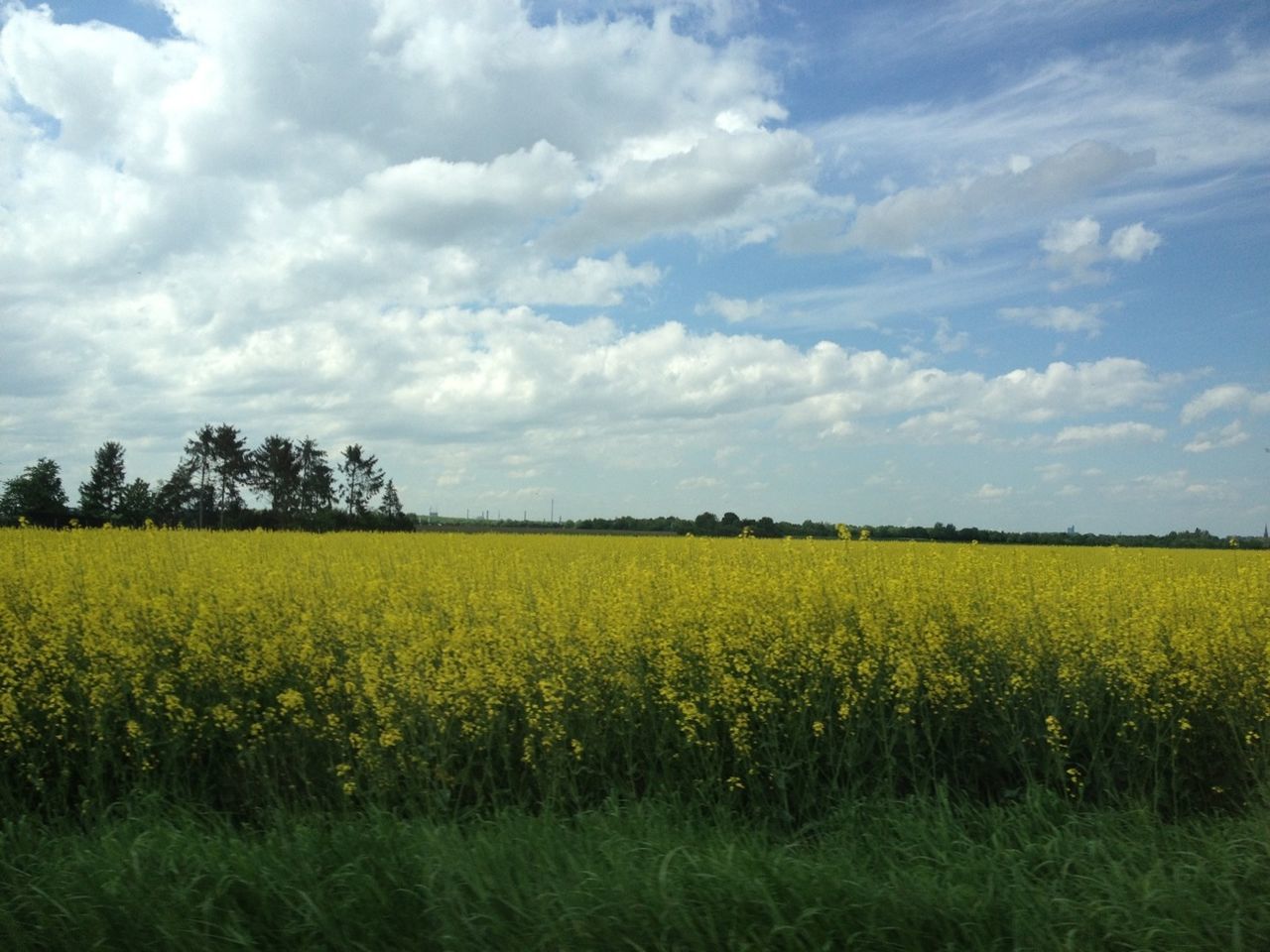 agriculture, field, rural scene, landscape, growth, tranquil scene, beauty in nature, farm, sky, yellow, crop, flower, tranquility, nature, scenics, cultivated land, oilseed rape, cloud - sky, freshness, cloud