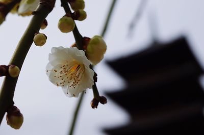 Close-up of plum blossoms against sky