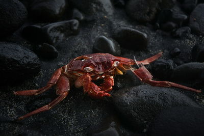 Dead red crab on rocks