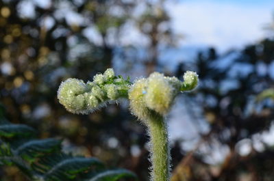 Close-up of white flowering plant