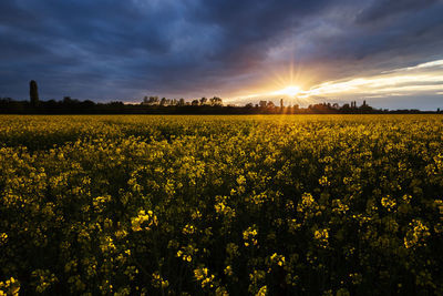 Scenic view of oilseed rape field against sky