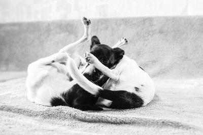 Close-up of playful puppies seat