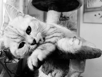 Close-up portrait of a cat at home