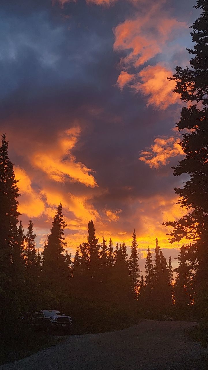 wildfire, nature, fire, burning, tree, environment, land, plant, forest, accidents and disasters, beauty in nature, outdoors, heat, no people, flame, forest fire, landscape, cloud, sky, sunset, orange color
