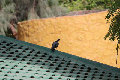 Bird perching on tree