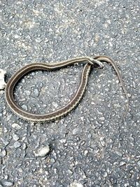 High angle view of a horse on road