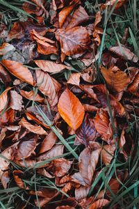 High angle view of dry maple leaves on field