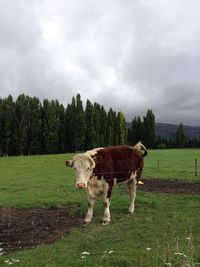 Horse standing in a field