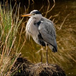 High angle view of gray heron on grass