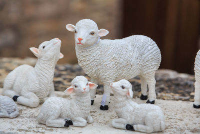  plastic sheep flock