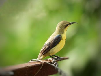 Close-up of bird perching on plant