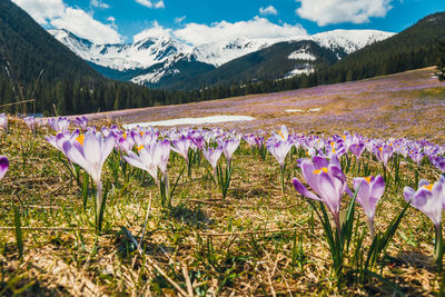 Purple crocus flowers on field by mountains against sky