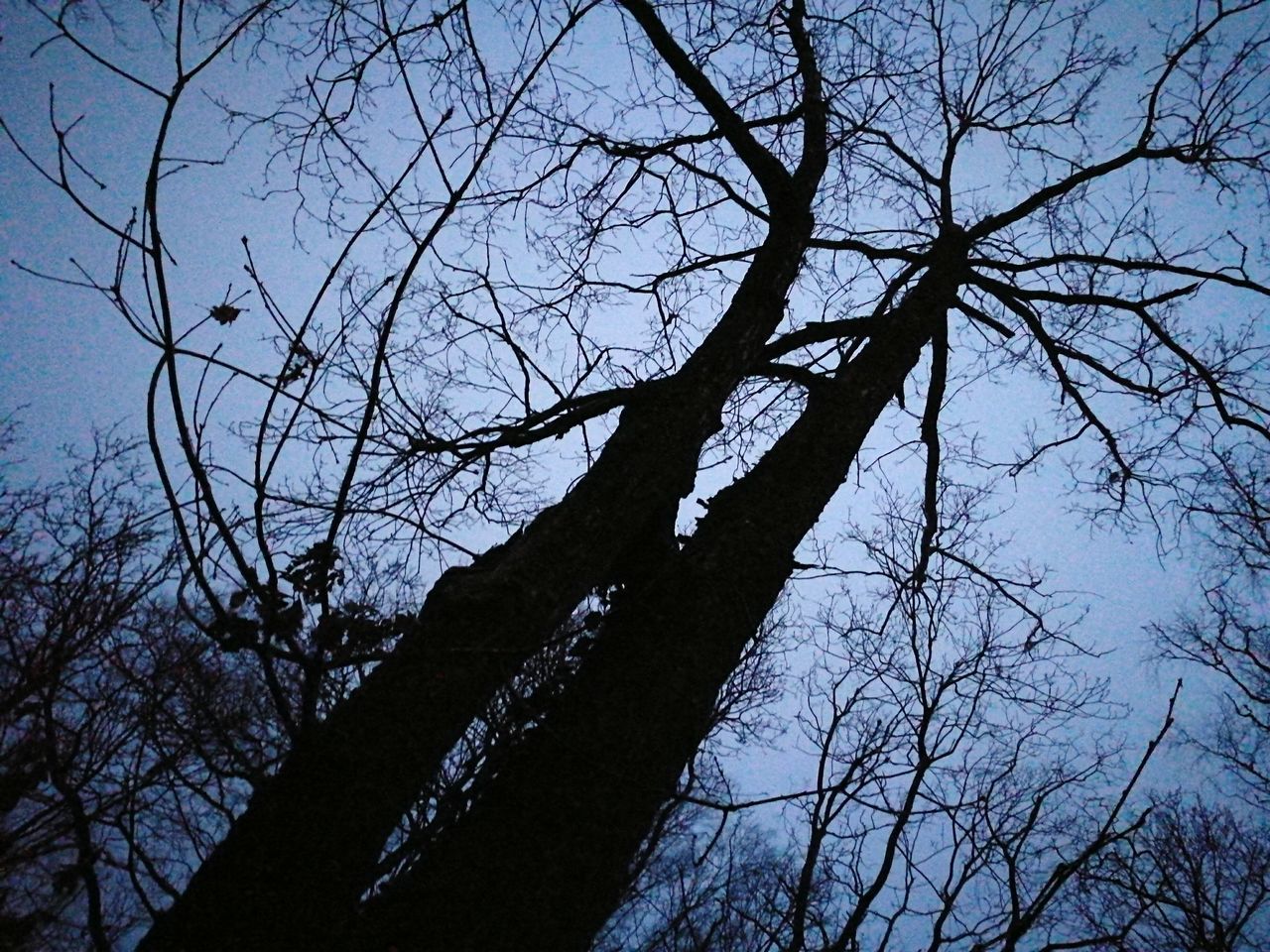 low angle view, tree, branch, nature, sky, no people, tranquility, bare tree, outdoors, beauty in nature, silhouette, day