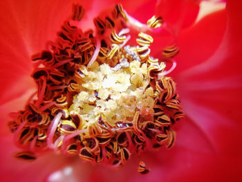 Close-up of red rose flower